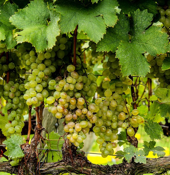 Cluster of ripe green grapes hanging from vines in a verdant vineyard, showcasing natural freshness.