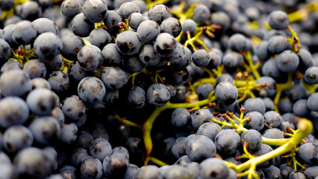 Vibrant bunches of fresh black grapes, perfect for winemaking, captured outdoors.